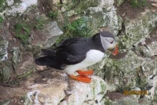 Puffin-Audubon Camp