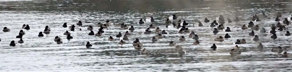 Scaup Bridgepoprt, CT December 2020 Photo C Ehlinger
