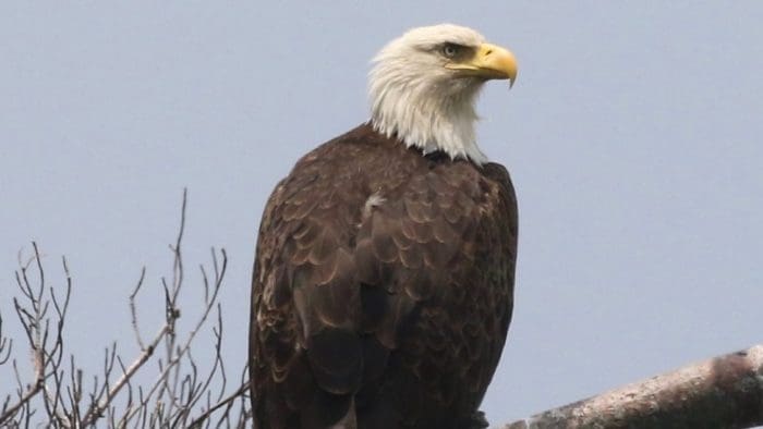 SKYHUNTERS IN FLIGHT: BIRDS OF PREY DEMONSTRATION at