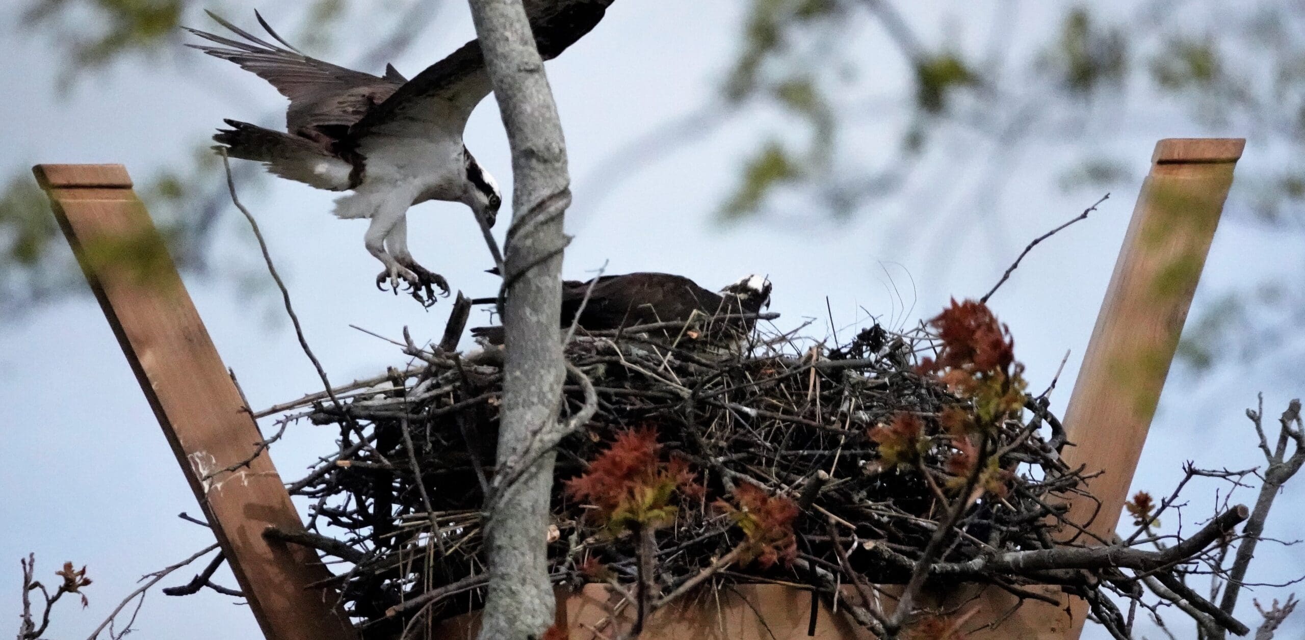 Birds of Prey – Cape Cod 5 Educational Mini-Grants